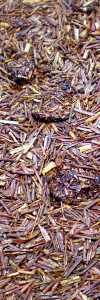 Rooibos Wildkirsche